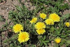 Dandelion Flower v2